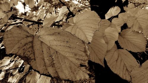 Close-up of tree