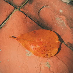 High angle view of orange leaf on footpath