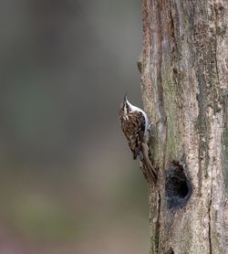 Close-up of squirrel on tree trunk