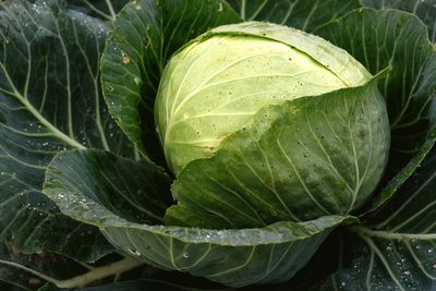 Close-up of raindrops on leaves