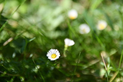 Close-up of white daisy flower on field