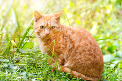 Red cat sits in grass with suspicious stare.