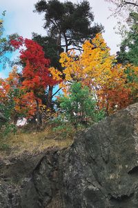 Trees against sky during autumn