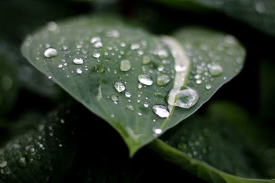 Close-up of raindrops on leaves