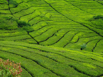 High angle view of tea plantation
