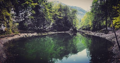 River amidst trees in forest