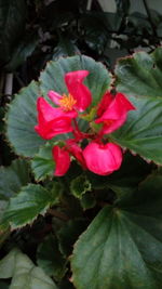 Close-up of red rose flower