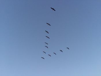 Low angle view of bird flying against clear sky