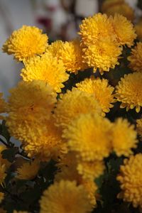 Close-up of yellow flowers blooming outdoors