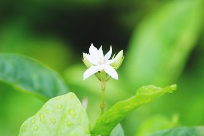 Close-up of white flowering plant