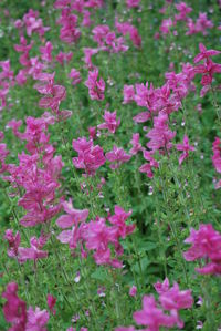 Close-up of pink flowers blooming on field