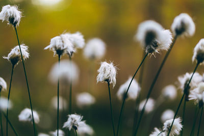 Close-up of white flowers