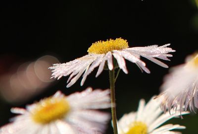 Close-up of white dandelion