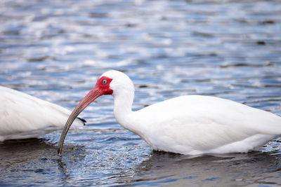 White ibis bird eudocimus albus wades through a marsh and forages for food in the myakka river 