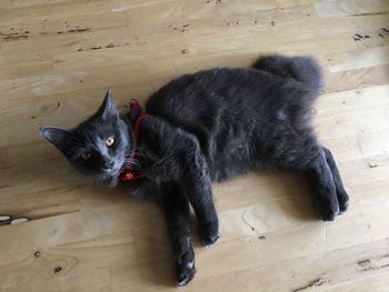 High angle view of cat relaxing on hardwood floor