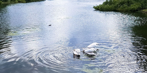 High angle view of swan swimming in lake