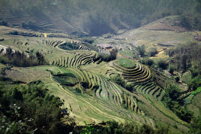 Aerial view of agricultural field