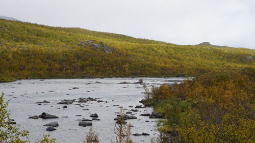 Scenic view of river amidst trees against sky