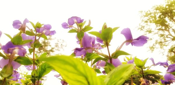 Close-up of purple flowering plants against sky