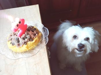 Close-up of a dog at home