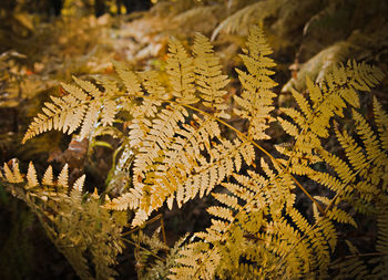 Close-up of leaves on tree