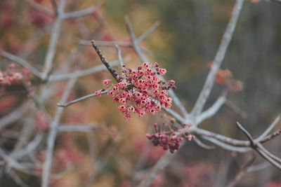 Close-up of red flowering plant