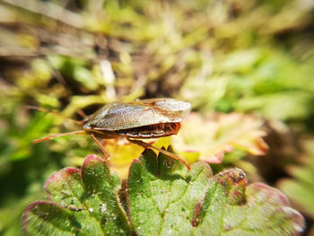 Close-up of insect on leaf