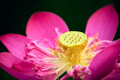 Close-up of pink water lily