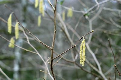 Close-up of flower growing on branch