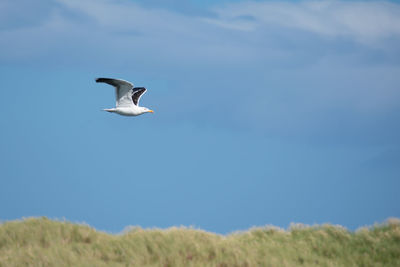 Low angle view of bird flying in sky