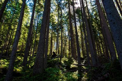Low angle view of pine trees in forest
