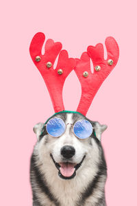 Close-up of a dog against the background