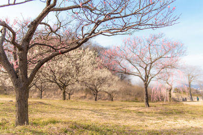 Cherry blossoms in spring against sky