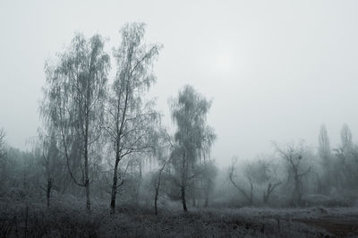 Trees on field against sky