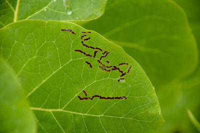 Close-up of insect trail on leaf