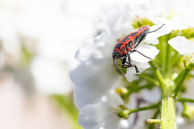 Close-up of insect on white flower