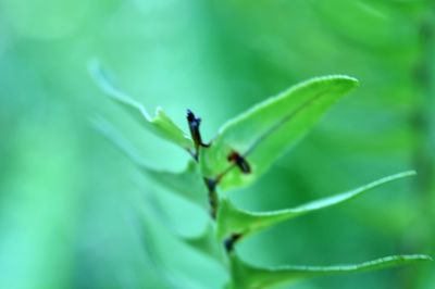 Close-up of ant on leaf