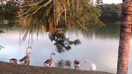 View of birds in lake