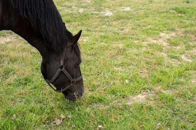 Horse grazing in a field