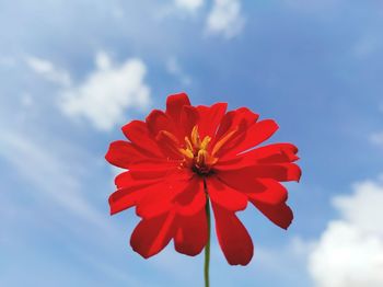 Low angle view of red flowering against sky