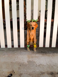 Portrait of dog standing amidst white fence