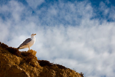 Low angle view of bird perching against sky