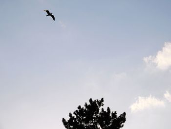 Low angle view of bird flying against blue sky