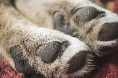 Close-up of dog sleeping