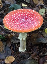 Close-up of fly agaric mushroom on field