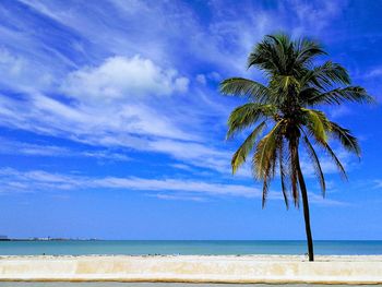 Palm trees on beach against sky