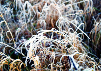 Full frame shot of plants on field