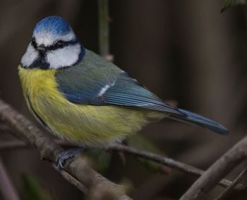 Close-up of bird perching on branch