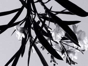 Close-up of white flowers