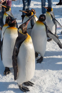 High angle view of penguins on snow